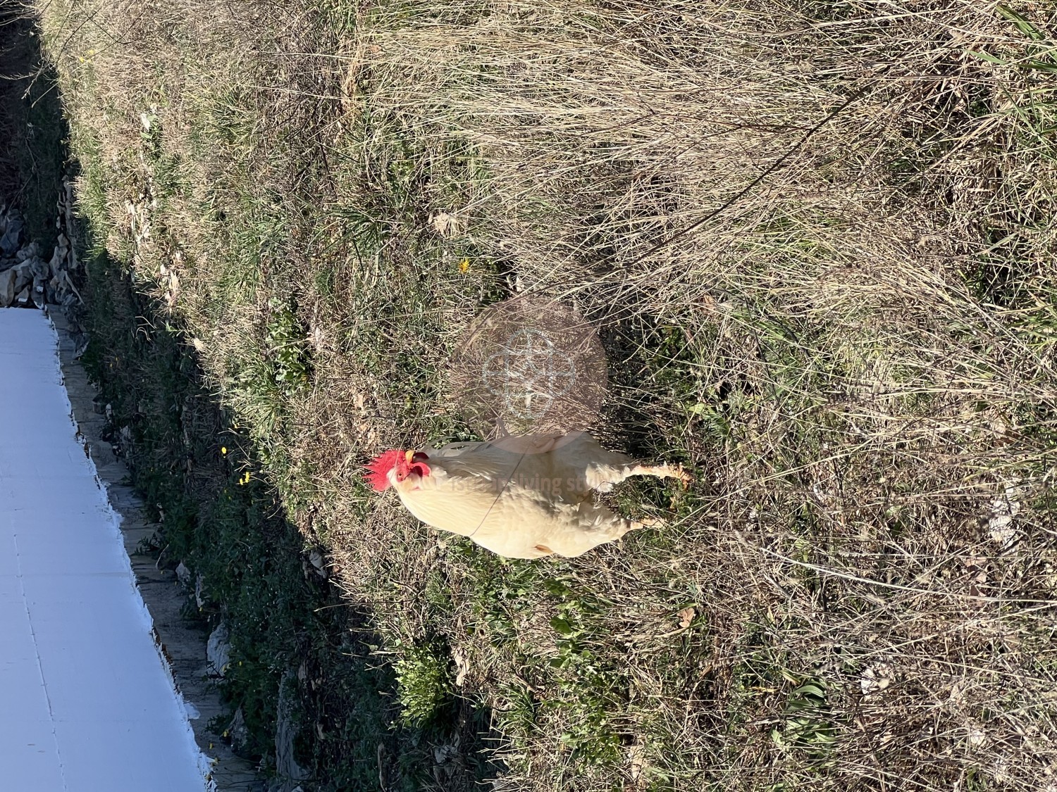Photo of Expatriate Dream – Two-Family House with Additional Building Plot and Views of the Učka